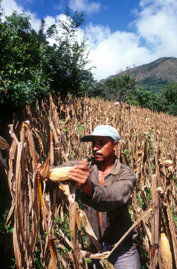 Coltivazione del mais